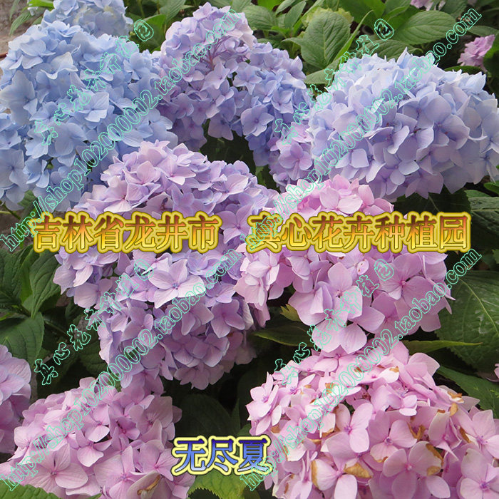 真心花卉 变色球 花期长 盆栽 八仙花【无尽夏】绣球花  营养钵苗