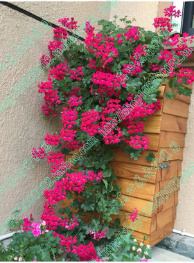 真心花卉/垂吊天竺葵苗 龙卷风系列 多色可选 洋红色/营养钵苗