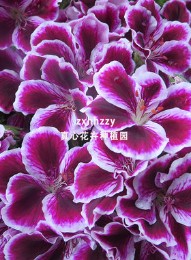 多年生胡蝶营养钵大花天竺葵