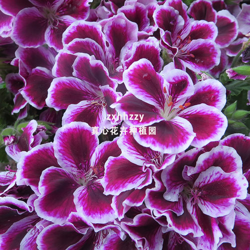 多年生胡蝶营养钵大花天竺葵