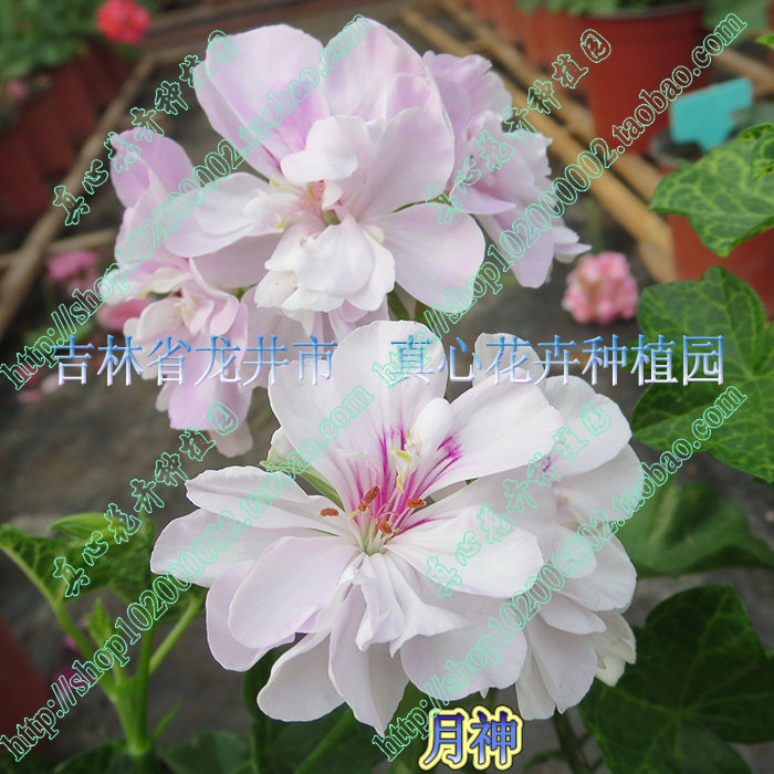 真心花卉 盆栽花卉四季开花多年生 垂吊天竺葵【月神】营养钵苗