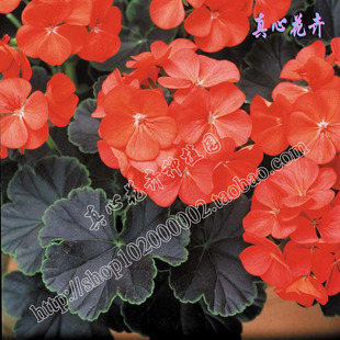 真心花卉/盆栽花卉四季开花/进口天竺葵洋绣球黑天鹅绒/猩红色苗