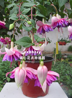 真心花卉花期长倒挂金钟/吊钟海棠/重瓣【蓝色精灵】灯笼苗