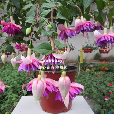花期长海棠重瓣倒挂金钟