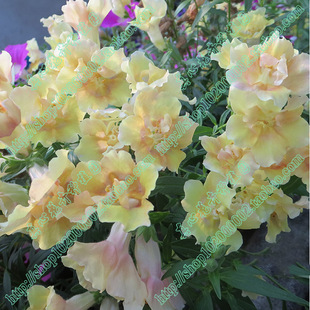 多年生阳台庭院 真心花卉 进口双子星 苗 盆栽金鱼草 黄色渐变