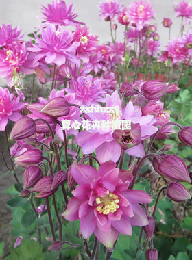 易种庭院多年生耐寒植物耧斗菜
