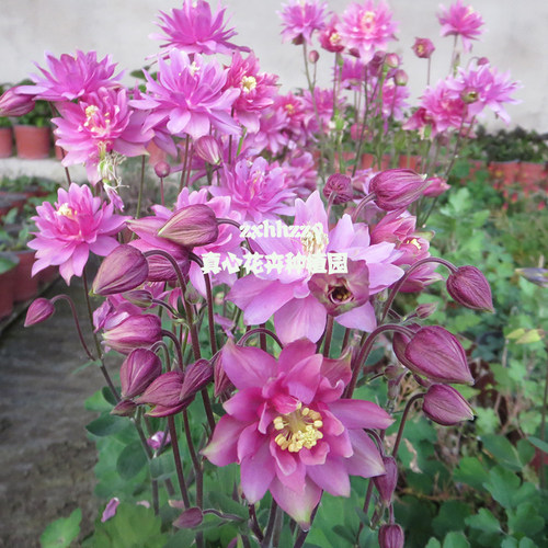 易种庭院多年生耐寒植物耧斗菜