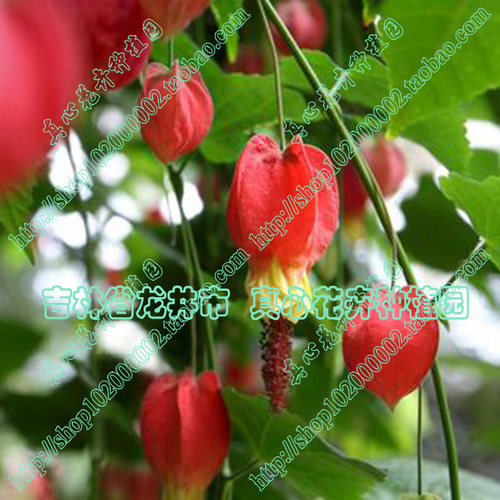 真心花卉 风铃扶桑纹瓣悬玲花【蔓性风铃花】木本灯笼花 营养钵苗 - 封面