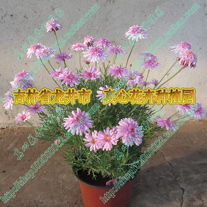 真心花卉 多年生 玛格丽特苗 糖果玛 雏菊【重粉】 营养钵苗