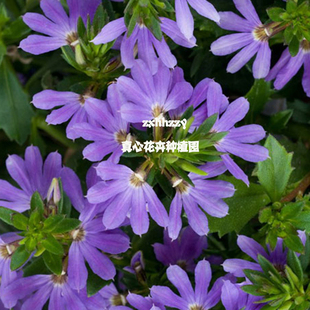 真心花卉多年生半扇花草海桐 紫扇花期长可垂吊 庭院阳台开花植物