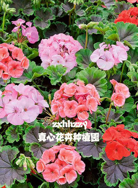 真心花卉盆栽洋绣球天鹅绒