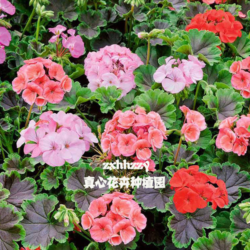 真心花卉盆栽洋绣球天鹅绒
