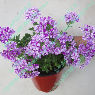 真心花卉 營(yíng)養(yǎng)缽苗 紫爆 進(jìn)口盆栽多年生耐熱耐寒美女櫻花苗