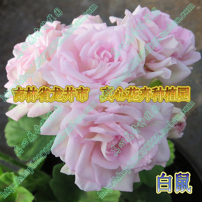 真心花卉/盆栽直立多年生/重瓣玫瑰蕾/白鼠/天竺葵花苗/营养钵苗