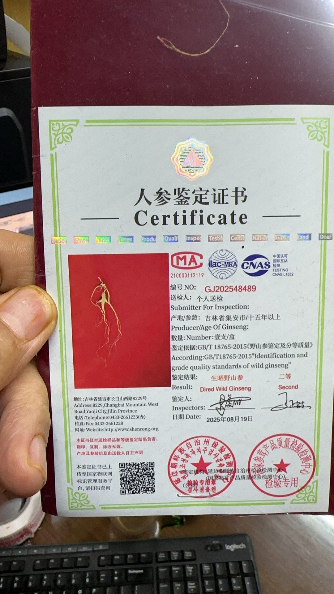 延吉国检二等野山参单枝10克木质礼盒包邮，特价残枝低至180元