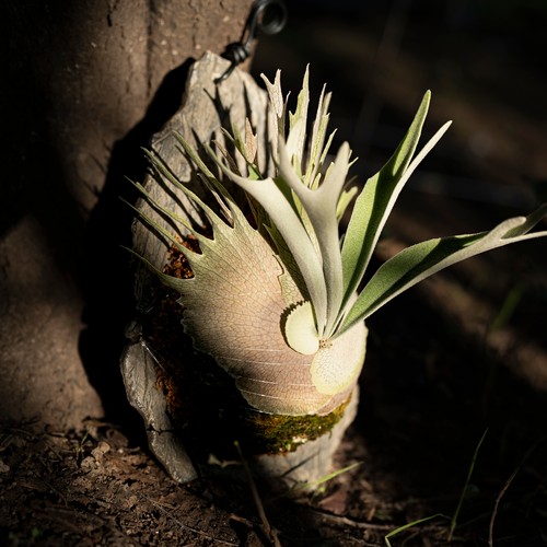鹿丛【寻壑系列】石纹挂板 鹿角蕨挂板 上板套装 种植板 板子