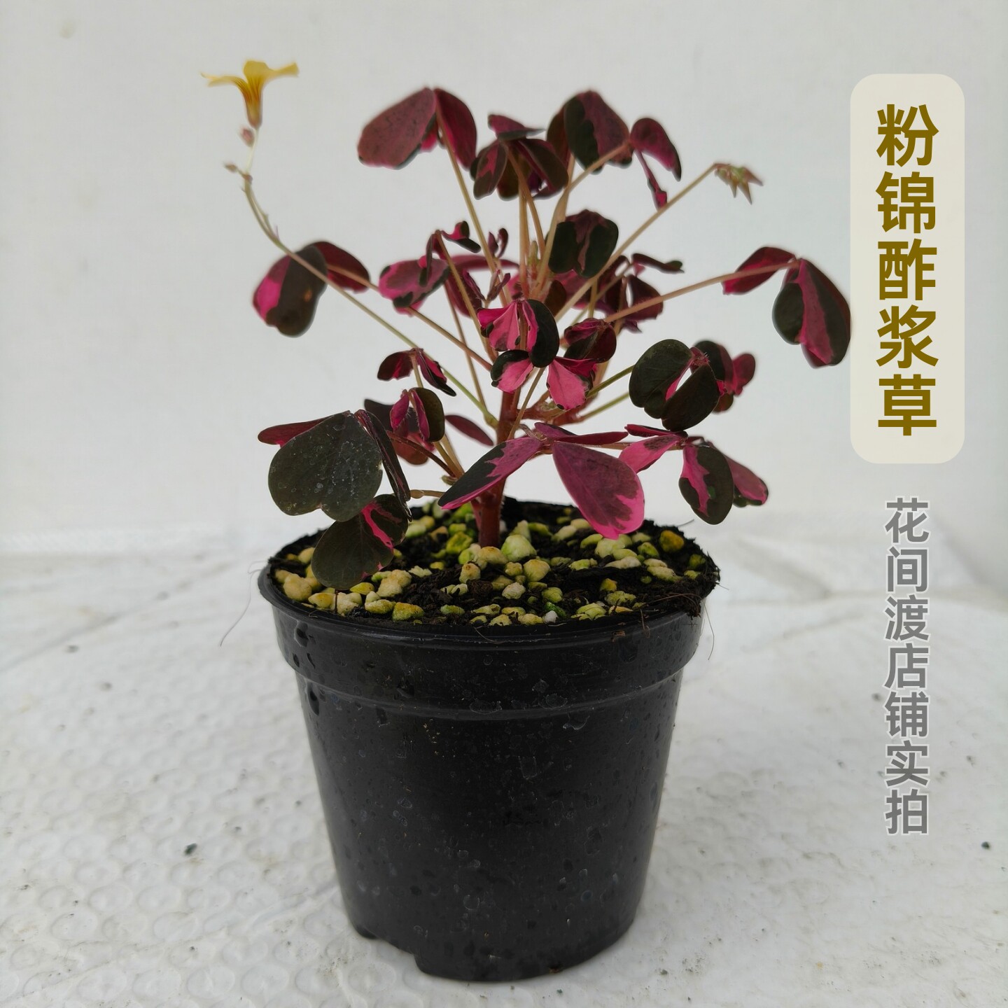 粉锦酢浆草银河蜂斗草红观音竹耐荫雨林植物办公室阳台ins风绿植