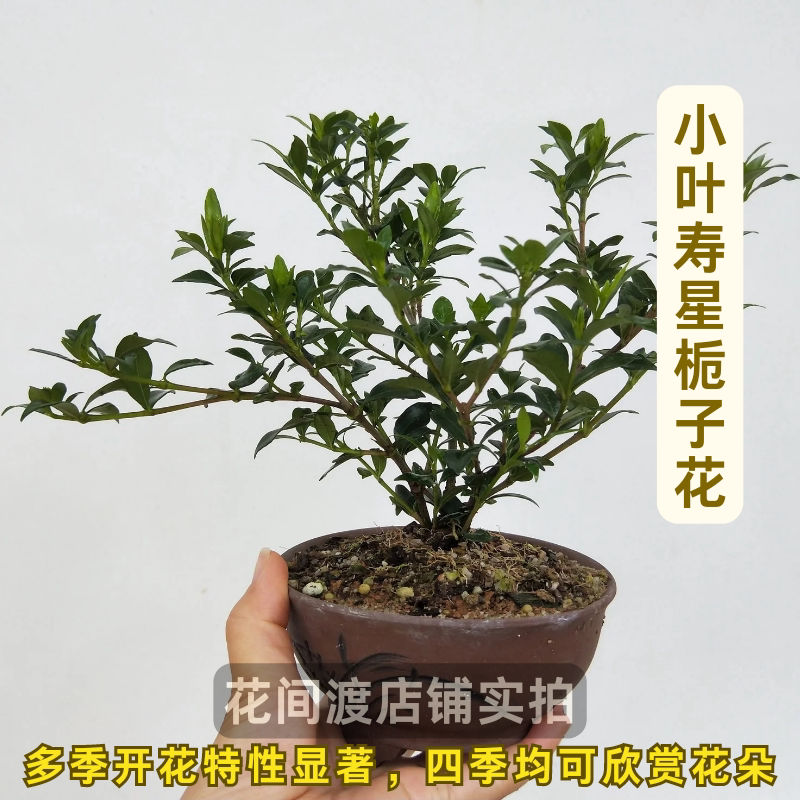 小叶寿星栀重瓣浓香四季勤花盆栽