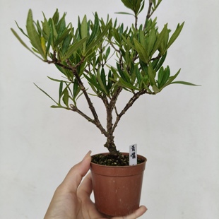 青嘴栀子花黑金刚秋蝉风车出云海岛圆叶腊玉勤花好养阳台庭院绿植