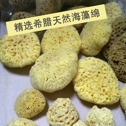进口希腊天然海藻绵蜂窝海绵