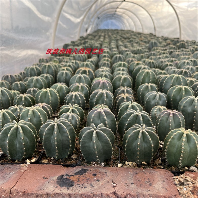 阳台客厅易养美观仙人球大花群花