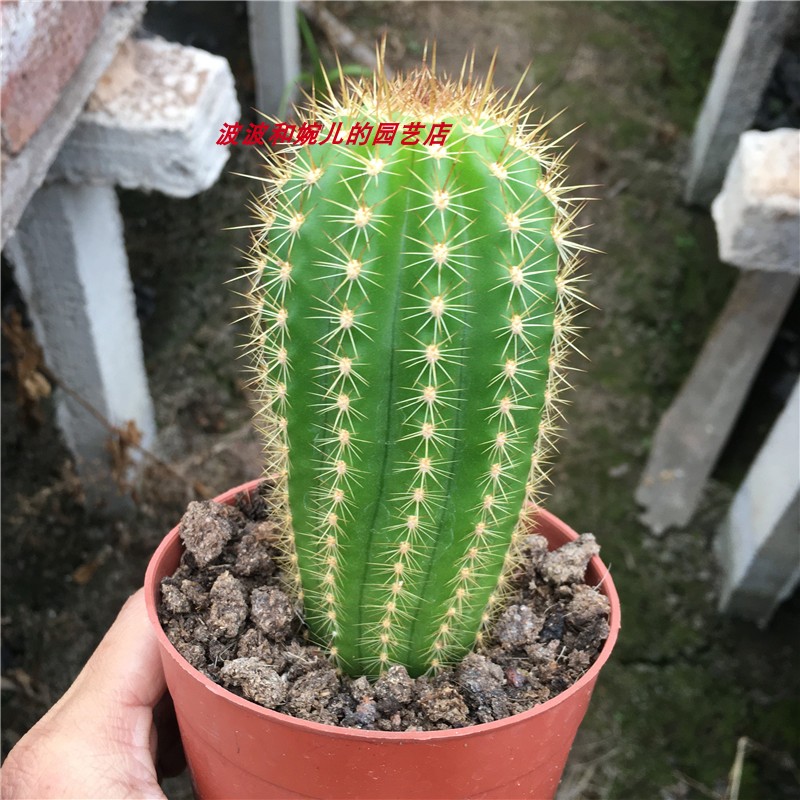 毛花柱阳台盆栽防辐射易养仙人掌