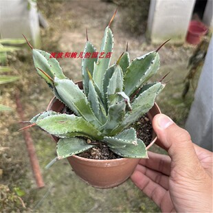 多肉植物鲍鱼龙舌兰贝壳龙盆栽室内桌面稀有美观易养活防辐射绿植