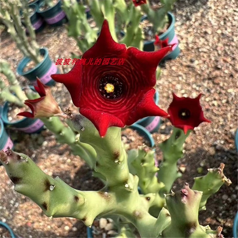 阳台客厅易养活防辐射白珊瑚稀有