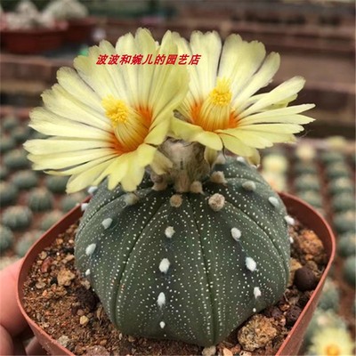 实生星兜多肉植物室内创意趣味