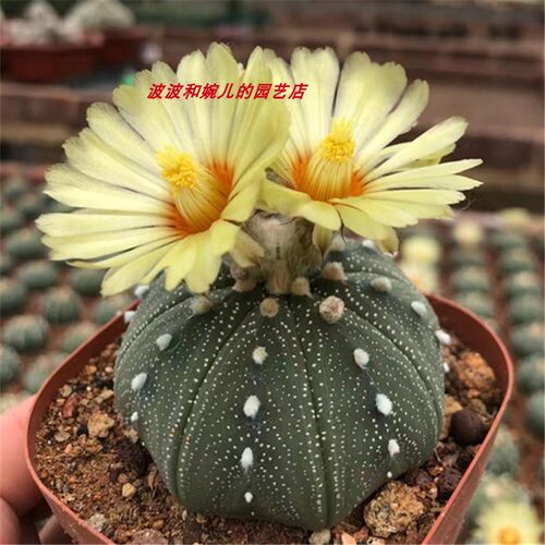 实生星兜多肉植物室内创意趣味
