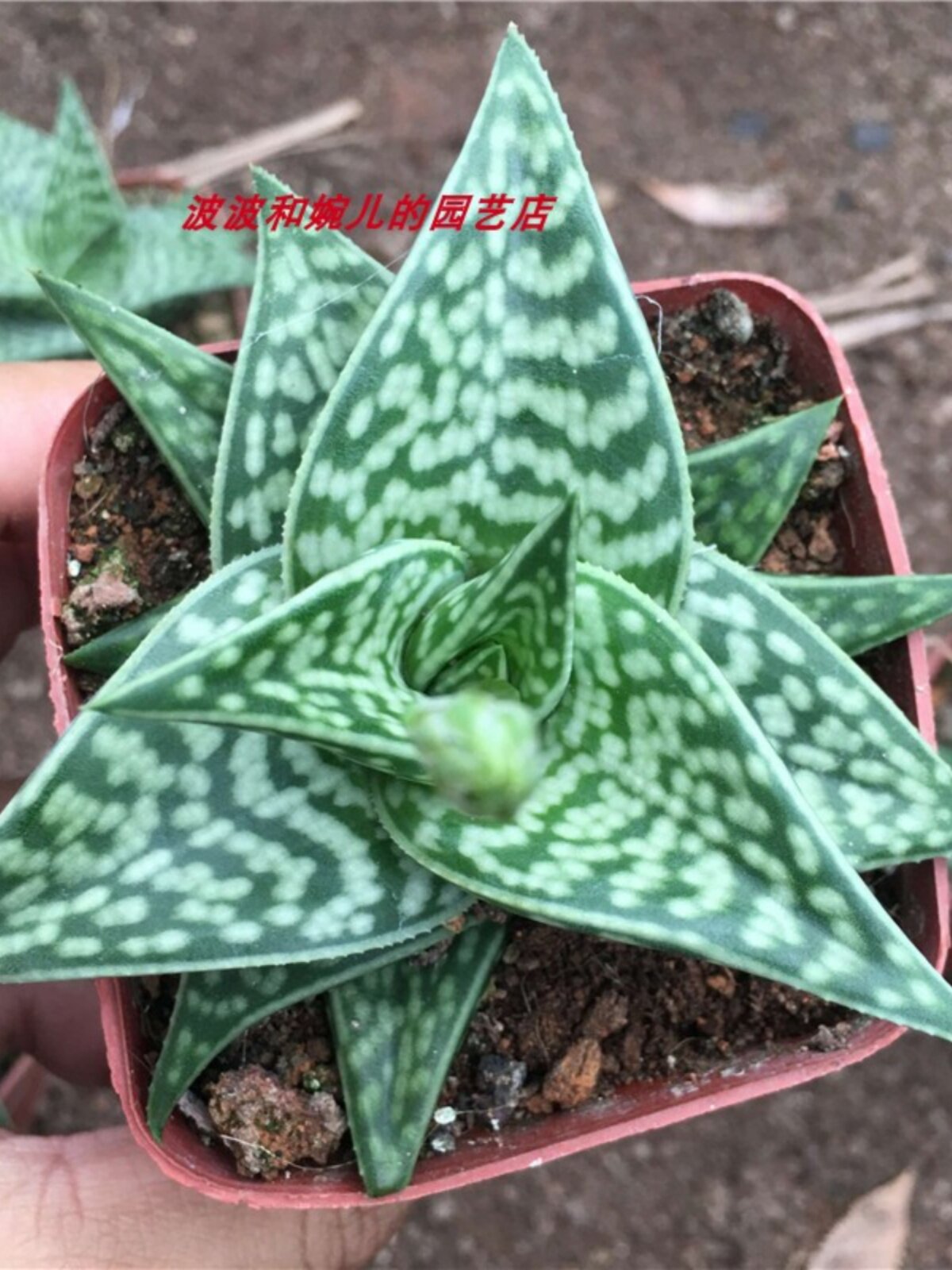 姬千代翠花掌芦荟科植物室内四季常绿稀有美观开花迷你高颜值盆栽