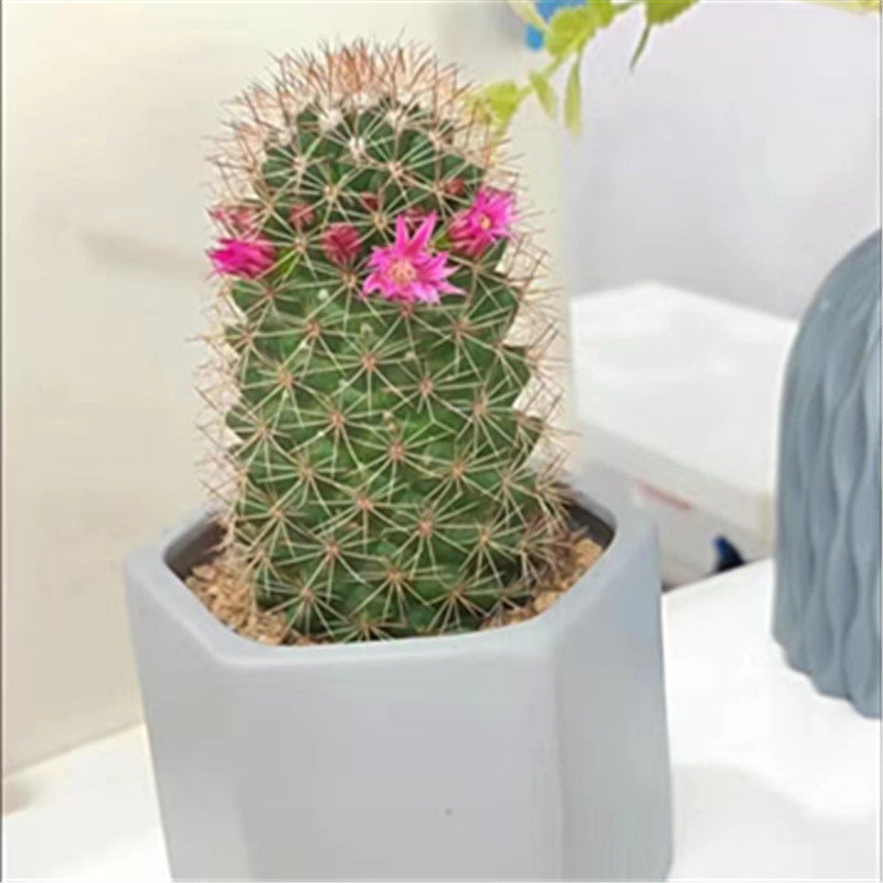 防辐射多肉植物实生锦丸仙人球