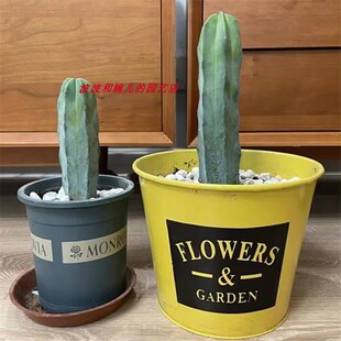 龙神木仙人柱室内桌面创意防辐射易长根易养活趣味开花仙人掌盆栽