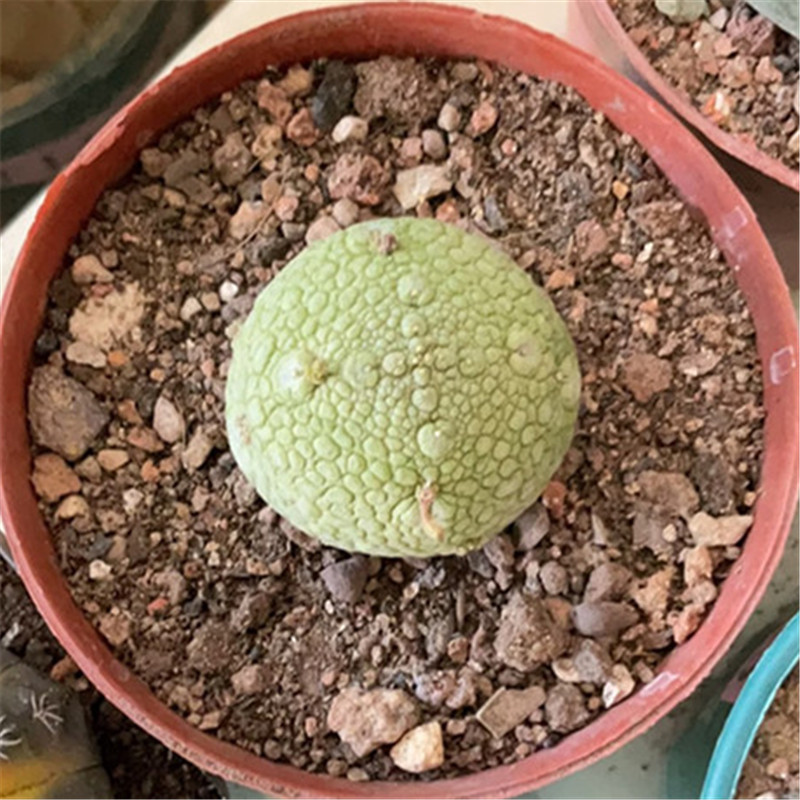 凝蹄玉萝藦无刺多肉仙人球盆栽