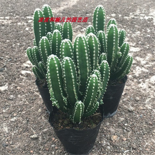 办公桌仙人掌防辐射易养护万重山