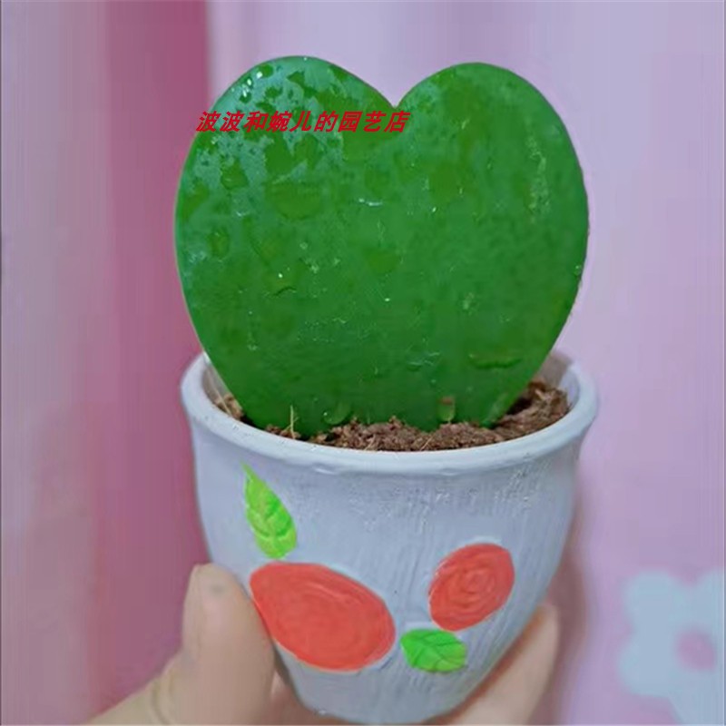 客厅阳台易养防辐射多肉趣味盆栽