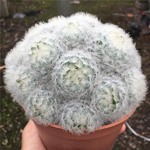 实生白星仙人球美观趣味白绒绒不扎手开粉花白花高颜值无刺仙人掌