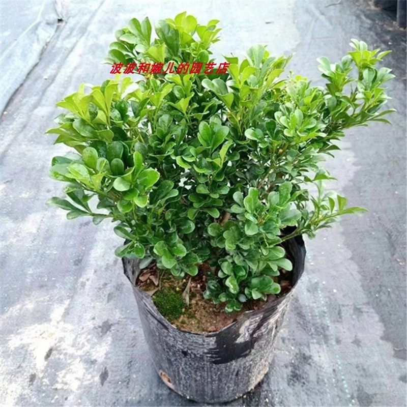 米兰盆栽室内外庭院阳台四季常绿净化空气防辐射浓香型黄色花植物,鲜花速递/花卉仿真/绿植园艺,绿植,淘宝优惠券,粉丝福利购,淘宝优惠卷