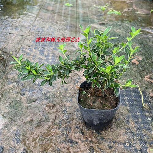 六月雪盆栽老桩小悬崖造型观叶