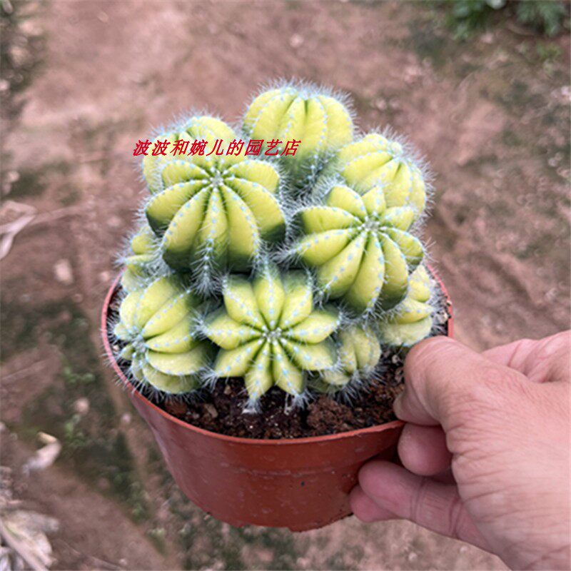 多肉植物多头银光锦仙人球室内美观防辐射易养活自然锦仙人掌盆栽