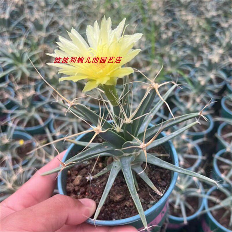 实生光山仙人球室内稀有开黄花