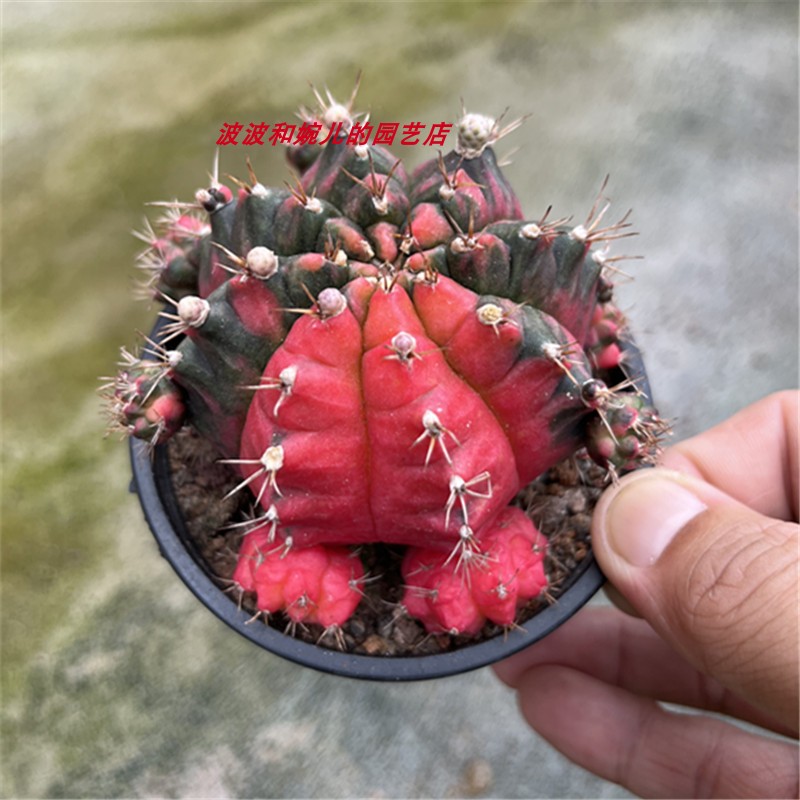 美观带盆栽好牡丹锦稀有防辐射