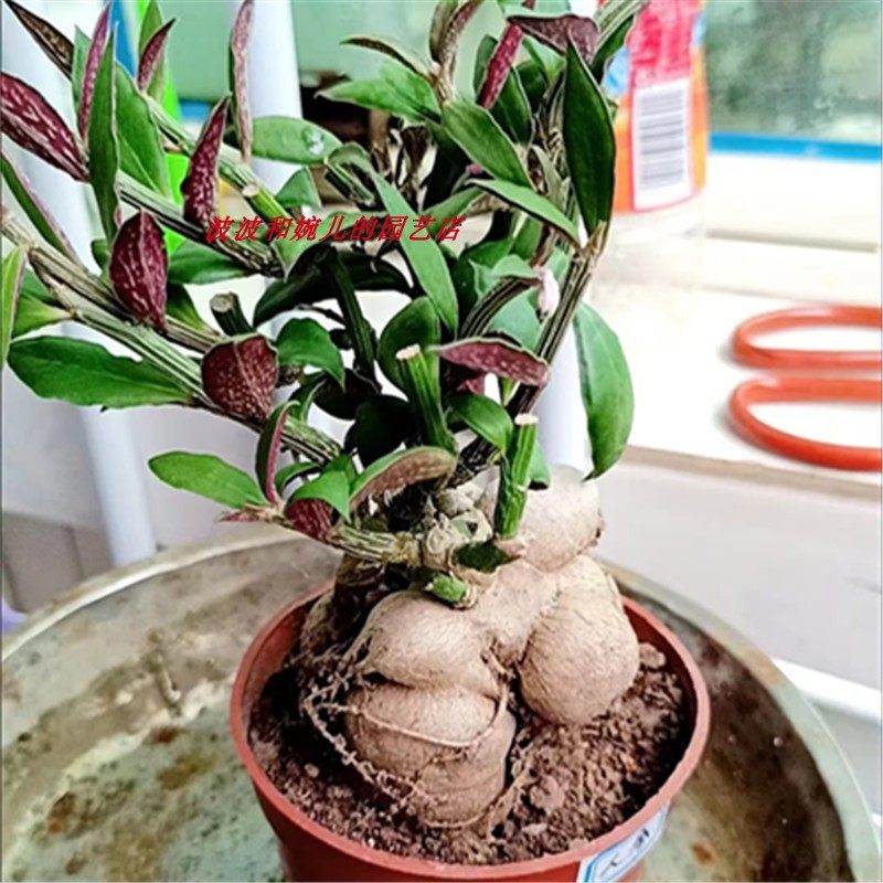 人参大戟块根多肉植物办公室桌面防辐射大戟科盆栽会开花易养美观