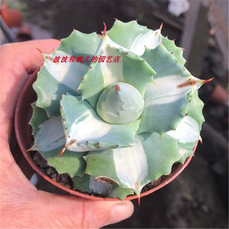 多肉植物王菲雷神锦白中斑龙舌兰盆栽室内桌面美观养护自然锦绿植