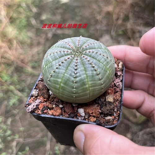 办公桌面易养护防辐射仙人球无刺