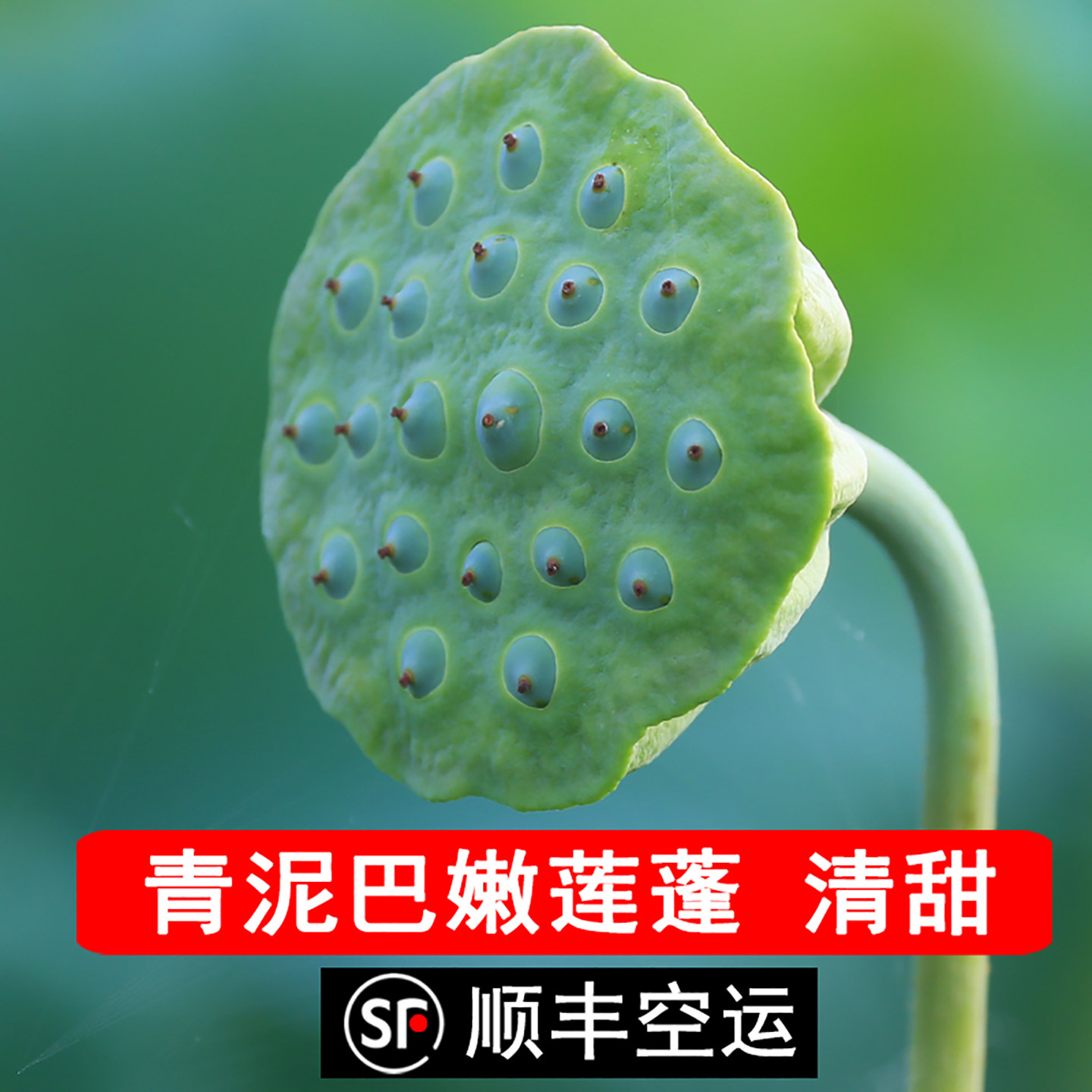 洪湖青泥巴鲜嫩莲蓬清甜可口