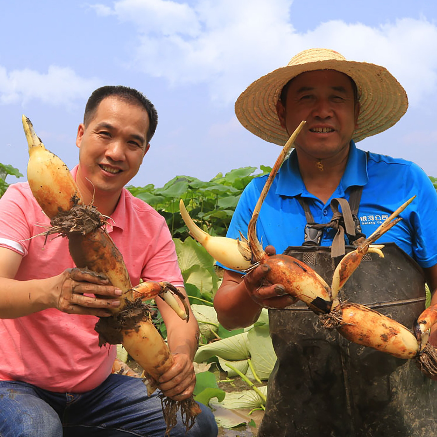 洪湖青泥巴莲藕鲜嫩脆甜金奖产品