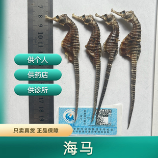 安国中药材干货海马正品膨腹马滋补煲汤泡酒料公母搭配另有海龙