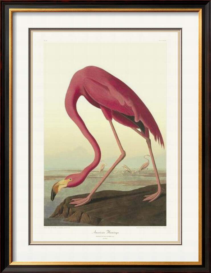 纯进口珍藏版画芯 奥杜邦鸟类系列图集名著装饰画 美国火烈鸟