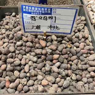 中药材 蒲桃 500g克 乌楣 羊屎果 十年果 麻栗 山蒲桃 冬青果